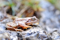 70080 Rana dalmatina (Rana agile)